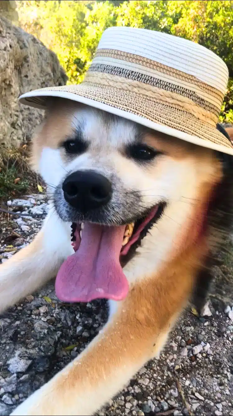 Akita inu chapeau