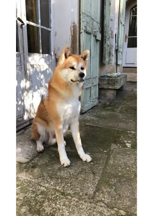 akita inu assis