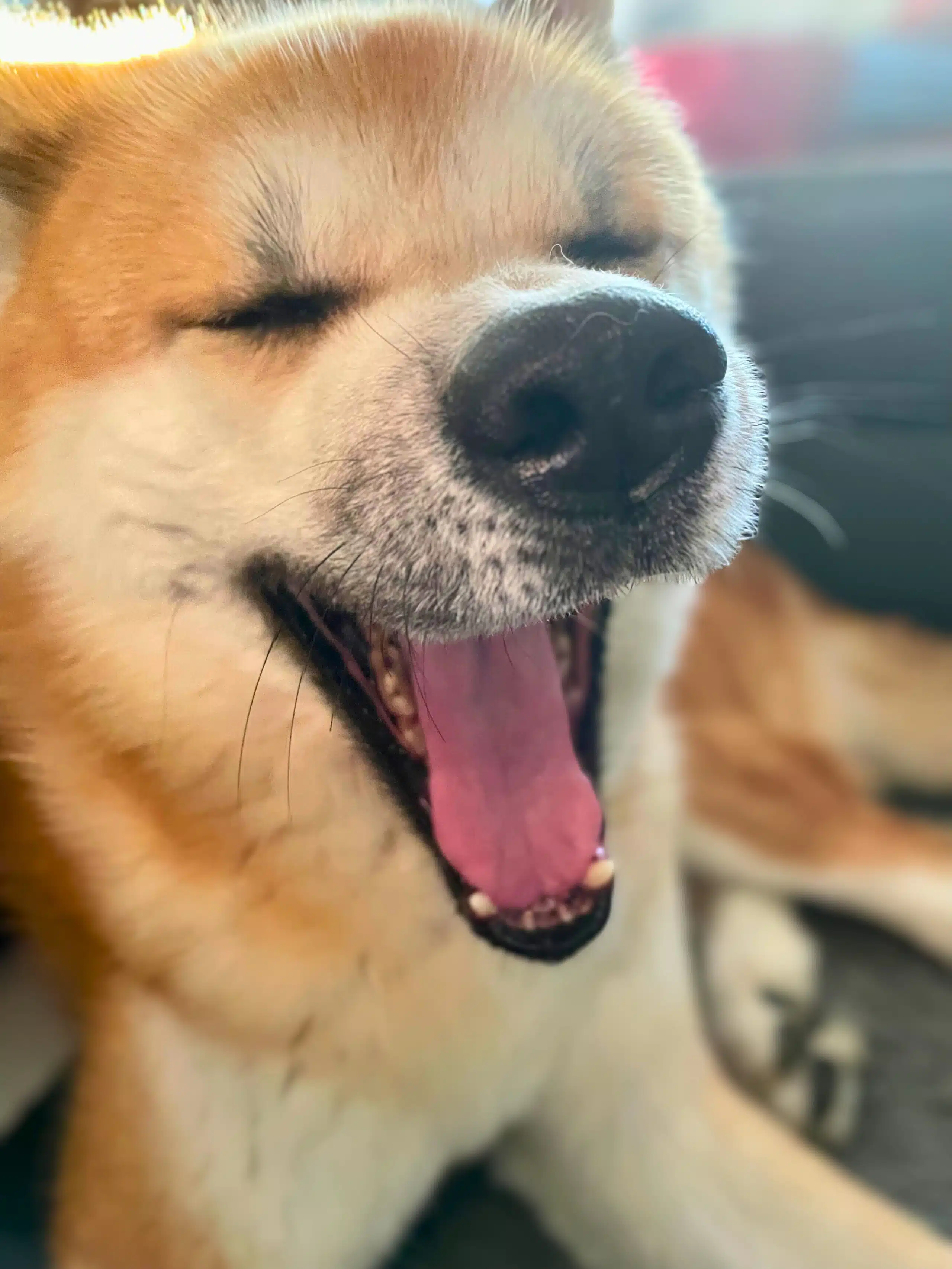 akita inu qui baille