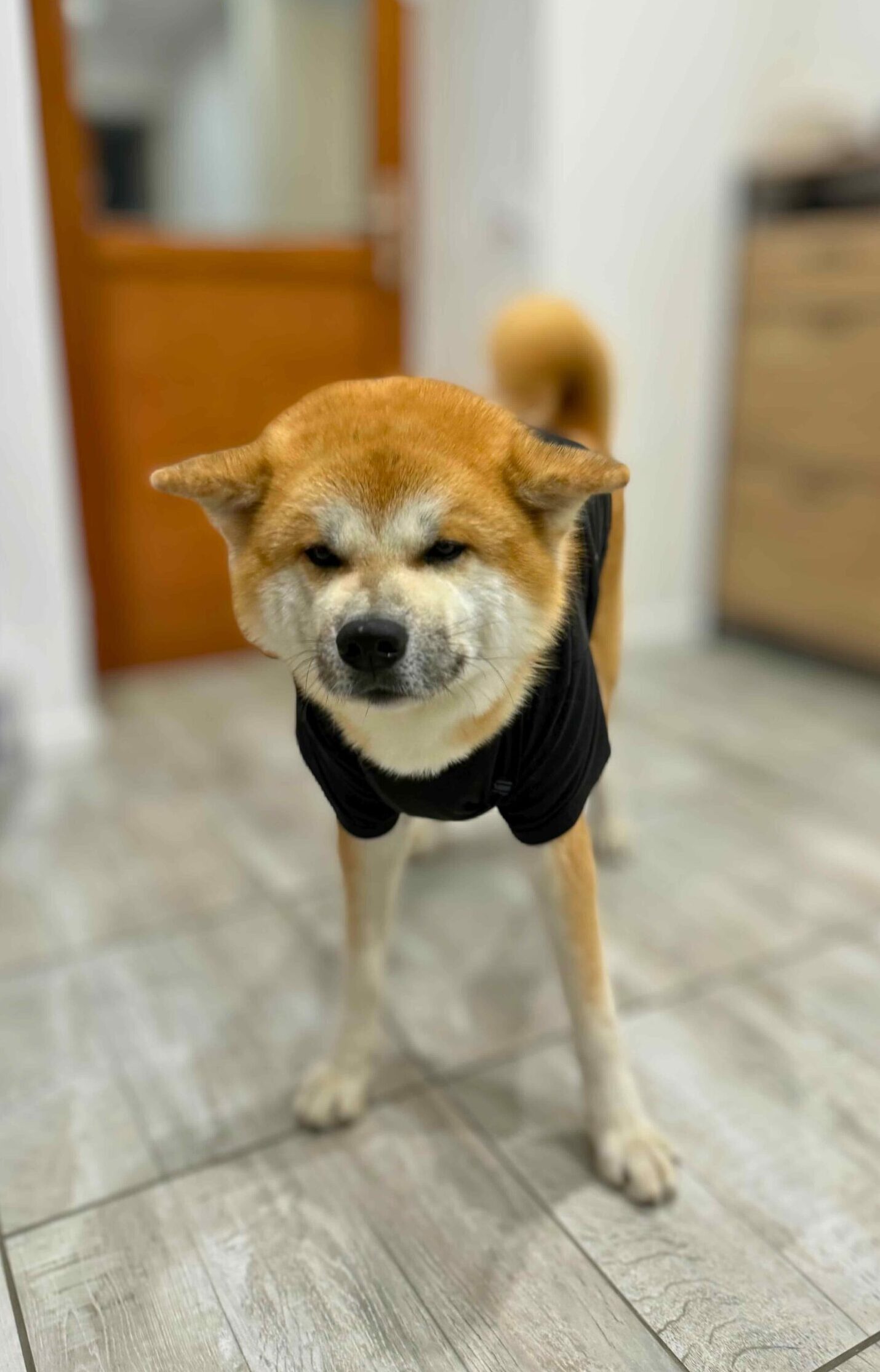 Akita inu en tee shirt