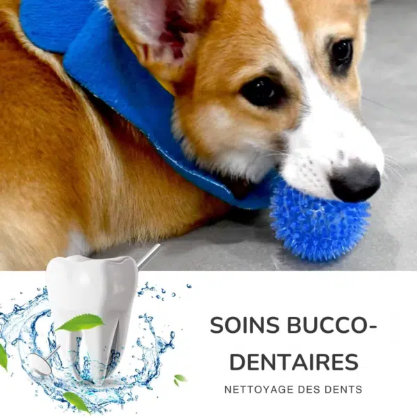 balle chien caoutchouc soin dentaire