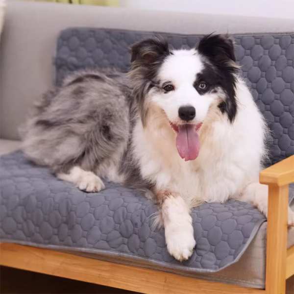 Tapis urine chien canapé