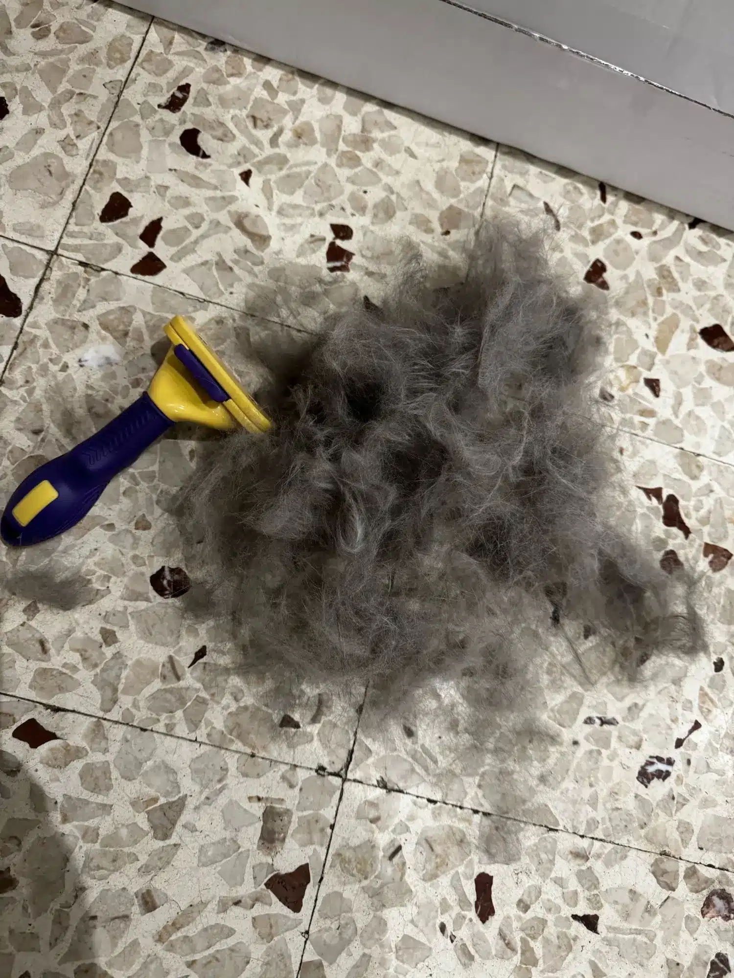 Brosse - LissePaws photo review