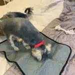 Tapis urine chien - FreshMat photo review