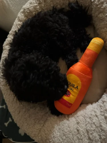 Peluches amusantes pour chiens photo review