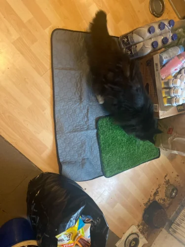 Tapis urine chien - FreshMat photo review