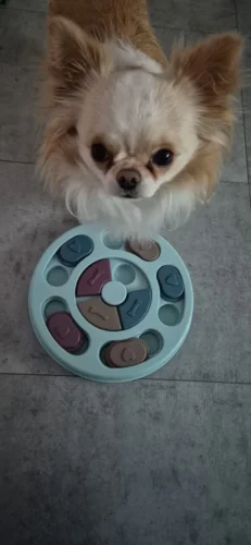 Puzzle interactif pour chien - DogMinds photo review