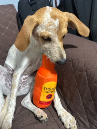 Peluches amusantes pour chiens photo review
