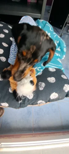 Peluche vide pour chien - PupFillou photo review