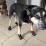 Bottes pour Chien - Caniboot photo review