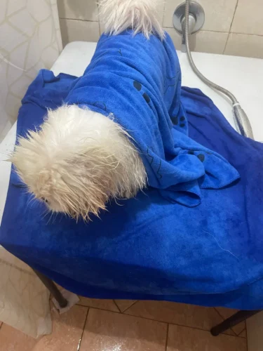 Serviette chien - DryPaws photo review