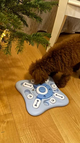 Puzzle sonore pour chien - DogIntel photo review