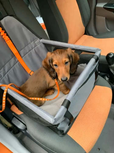 Siège chien voiture - CaninSeat photo review