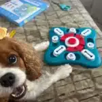 Puzzle sonore pour chien - DogIntel photo review