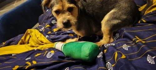 Peluches amusantes pour chiens photo review