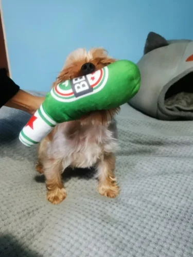 Peluches amusantes pour chiens photo review