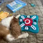Puzzle sonore pour chien - DogIntel photo review