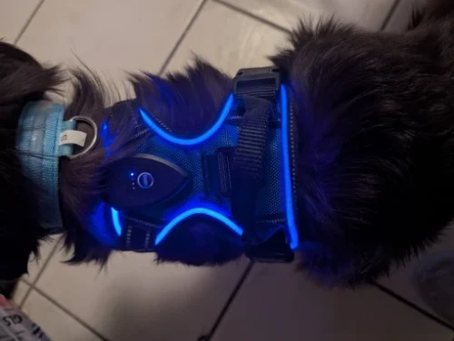 Harnais lumineux pour chien - LumiPaw photo review