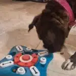 Puzzle sonore pour chien - DogIntel photo review