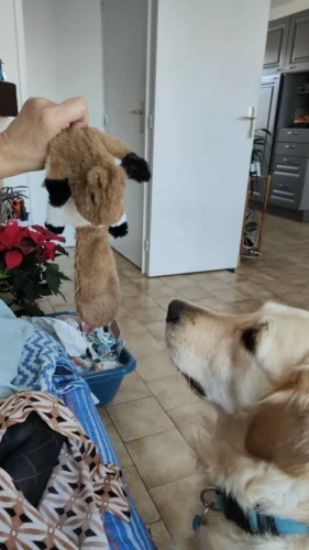 Peluche vide pour chien - PupFillou photo review