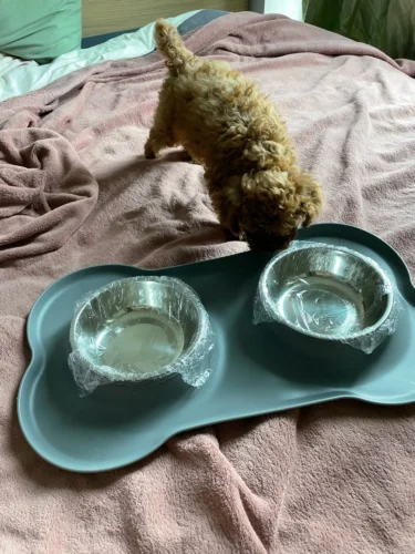Double gamelle chien - BiBowl photo review