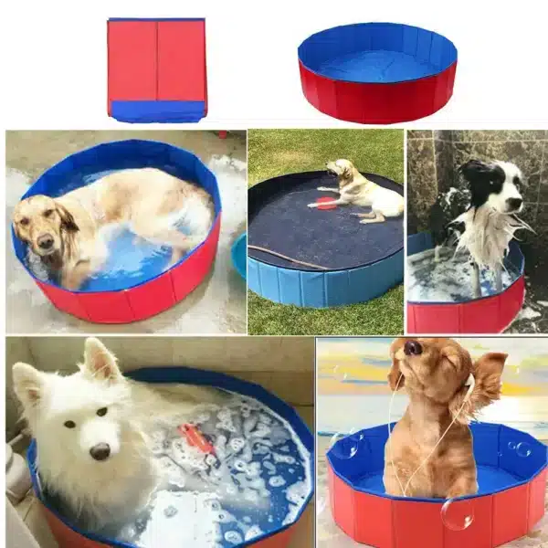 Piscine pour chien images
