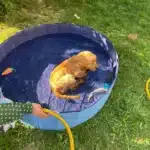 Piscine pour chien photo review
