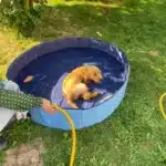 Piscine pour chien photo review
