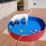 Piscine pour chien photo review